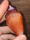 Dorothy's Berry