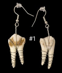 Image 1 of Large Deer Molar Earrings