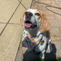 Image 1 of Wild One Bandana