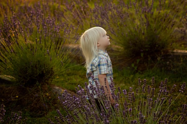 Image of Lavender mini session retainer