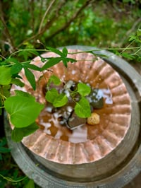 Image 3 of Scallop Shell Bowl