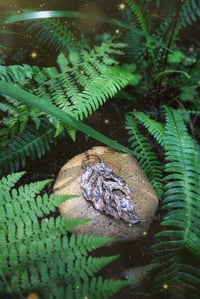Image 1 of Secret Garden Portal Leaf 