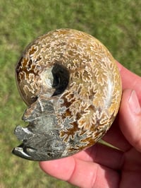 Image 9 of Ammonite Fossil | Madagascar #3022