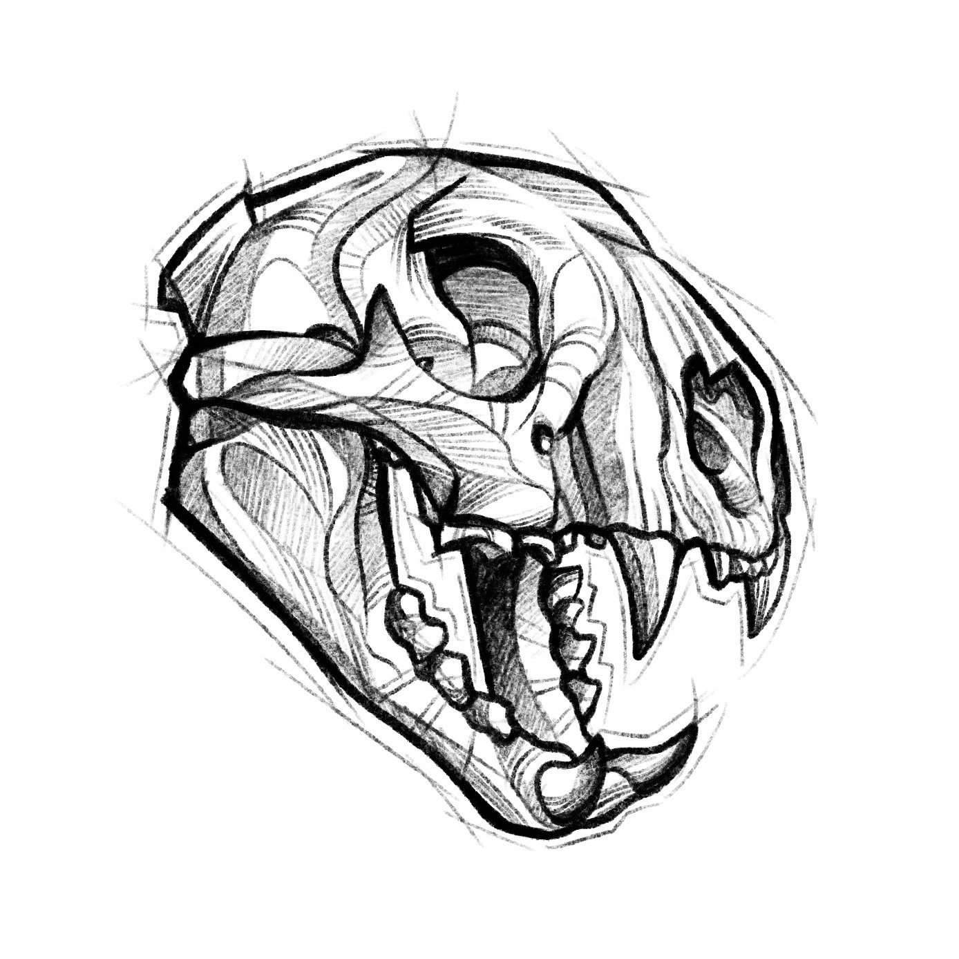 Animal skulls - Cougar - $150 flat rate special