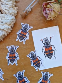 Image 3 of Burying Beetle Sticker