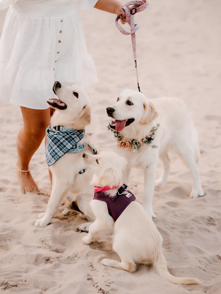 Image of DOG mini sessions deposit only 