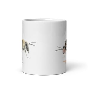 Colletes Epeolus mug