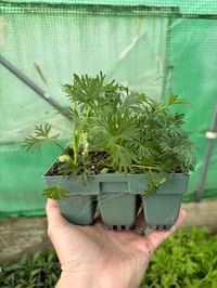 Larkspur Cannes Mix