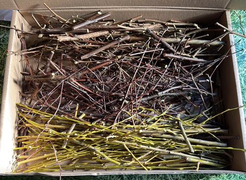 Image of Box of willow, hazel and birch branches and leaves