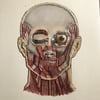 Front facial anatomy print (A4)