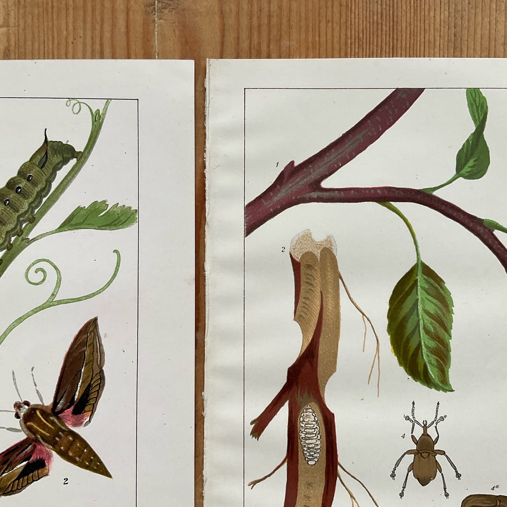 Image of Insects & Plants