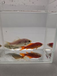 Image 1 of Assorted Large Goldfish