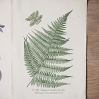 Image 4 of Planche De Botanique Coloree 