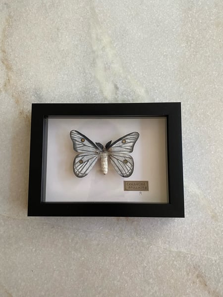 Image of Ceranchia Apollina moth framed specimen. Faux taxidermy