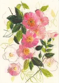 wild rose I