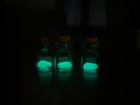 Image 3 of Tardigrades