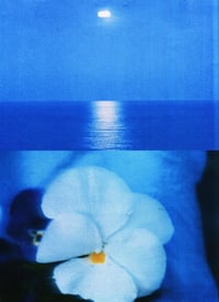 Image 4 of Pansy, Blue Sea - Classic White Tee