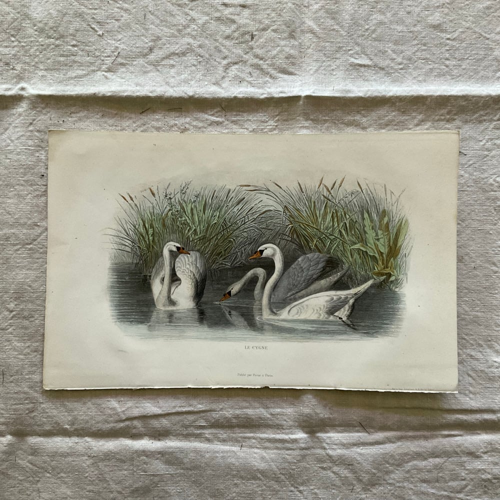 Image of Swans