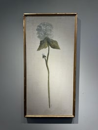 Image 1 of Hydrangea Botanical