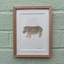 Image 1 of £50 originals - Hippo watercolour