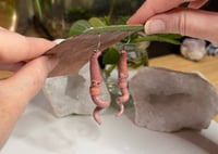 Image 2 of Worm Earrings - Squiggy and Noodle