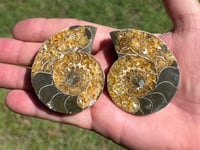 Image 5 of Ammonite Fossil Pair | Madagascar #2903