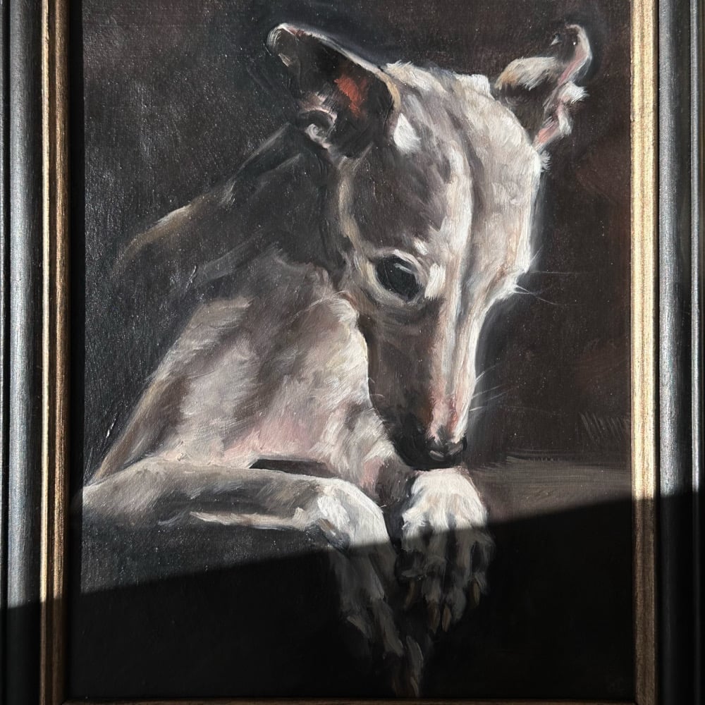 Image of white whippet 