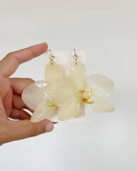 Phalaenopsis, grande | aretes
