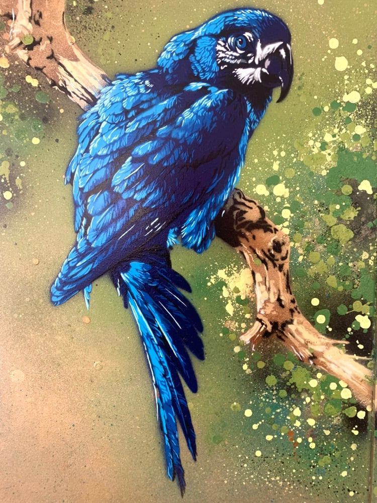Image of ‘Blue Macaw (after Edwin Penny)’