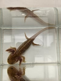 Image 1 of David Copperlake