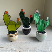 Image 1 of Opuntia Cactus