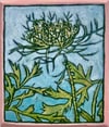 Queen Anne's Lace
