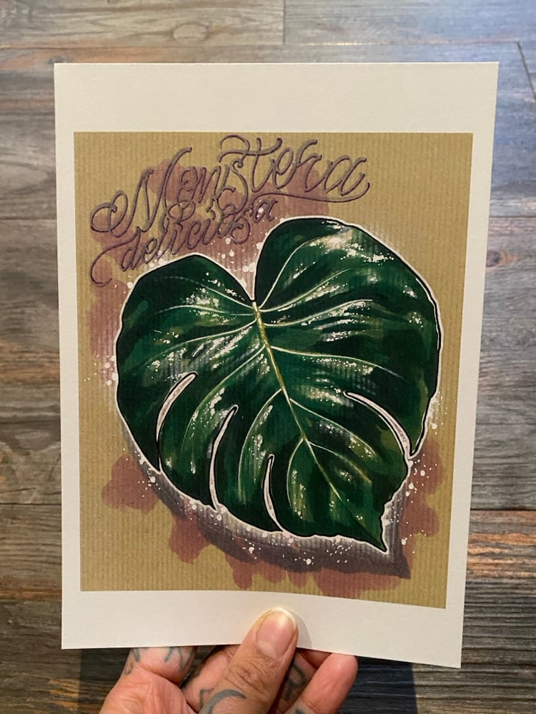 Image of Echeveria & Monstera bundle 