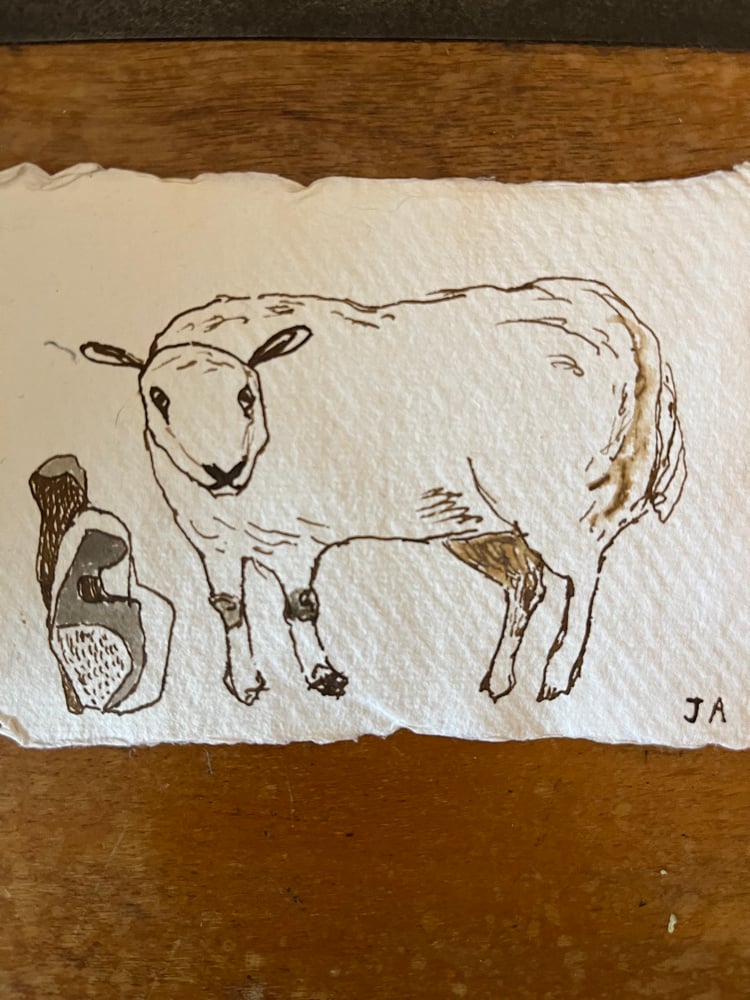 Image of Sheep in a stone field. 