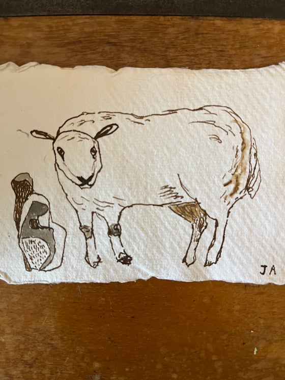 Image of Sheep in a stone field. 