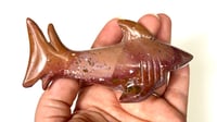 Image 2 of Sea Jasper Shark