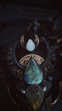 Image 3 of Spellbound adorned coyote skull 