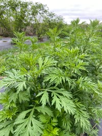 Image 4 of Mugwort Tea | Grown, Hand-Harvested, & Processed on Farm