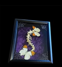 Image 2 of Oranged tipped butterflies on Rabbit Spine