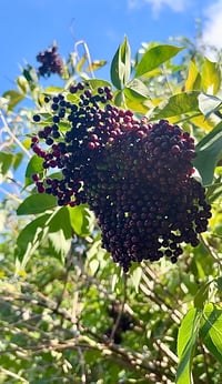 Image 2 of Organic Whole Elderberry - 1lb