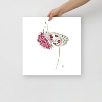 Image 2 of Apollo & the Pin Cushion- Poster Print