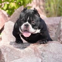 Image 1 of Joe Legacy Stud Fee