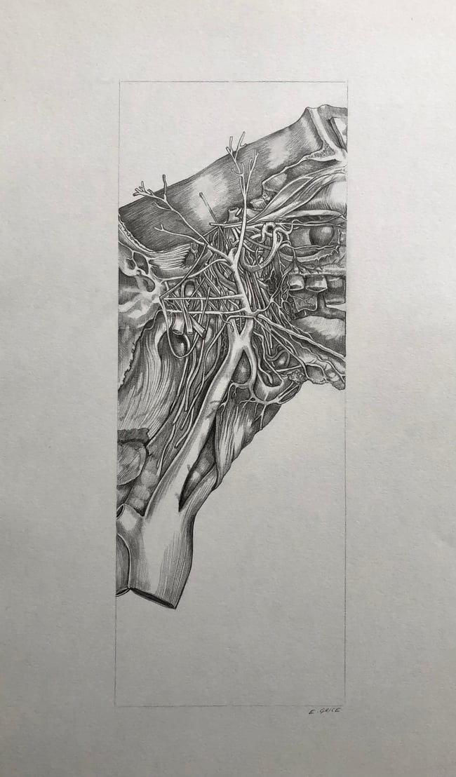 Dream anatomy series (fig 1) 