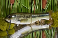 Full Size Floater  - Baby Bass