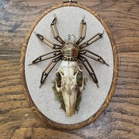 Image 1 of Rabbit skull spider (c, 5x7 inches)