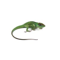 Cuban Knight Anole