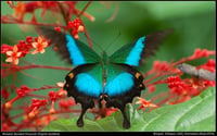 Image 4 of Metamorphosis - Banded Peacock 