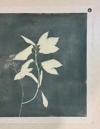 Image 4 of Japanese Laurel and Baby’s Breath in Myrtle Green