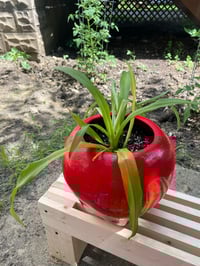 Image 3 of Spider Plant In Large Red Apple