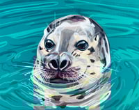 Grey Seal